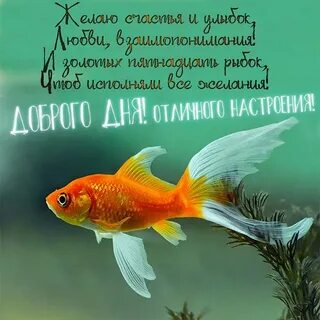 Рыбка добро