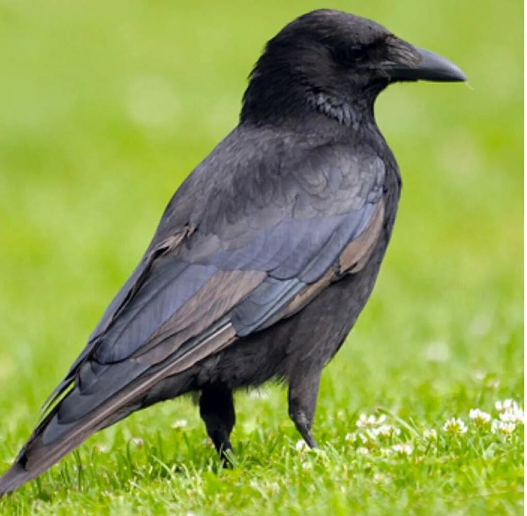 грач семейство врановых. ворон обыкновенный. ворона серая обыкновенная. ворона фото птицы. ворон птица.