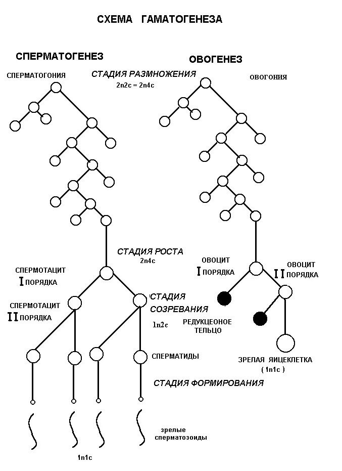 Описание сперматогенеза. Схема основных этапов сперматогенеза и овогенеза. Схема сперматогенеза и овогенеза. Схема сперматогенеза крыс. Сперматогенез картинка.