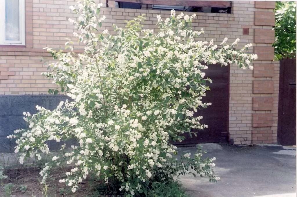 Чубушник как быстро растет. Чубушник прямостоячий. чубушник снежная буря.