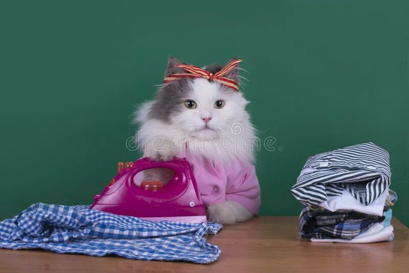 Большой кот домохозяин. Кошка домохозяйка. котик уборка. кот с утюгом. кошка помощница.