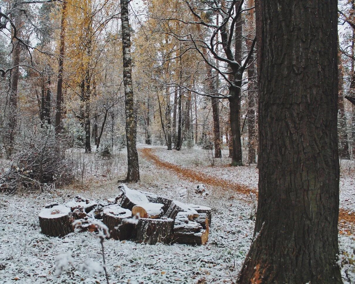 Лесной бункер солотча. Лысая гора Солотча Рязань. Лысая гора Солотча Рязань зимой. Лысая гора Солотча зима.