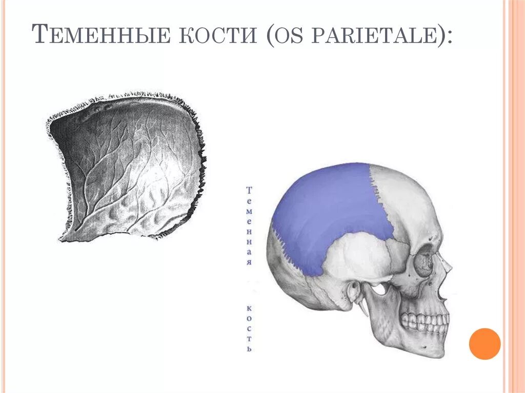 Левая теменная кость. Теменная кость анатомия человека. Строение теменной кости черепа. Теменная кость черепа строение. Теменная кость черепа анатомия человека.