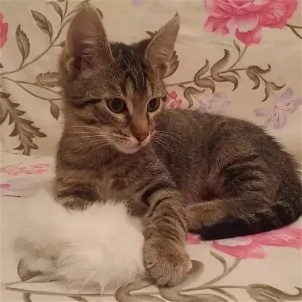 Отдам котята 1.5 месяца в добрые руки (фото) - обсуждение (29310707) на форуме n
