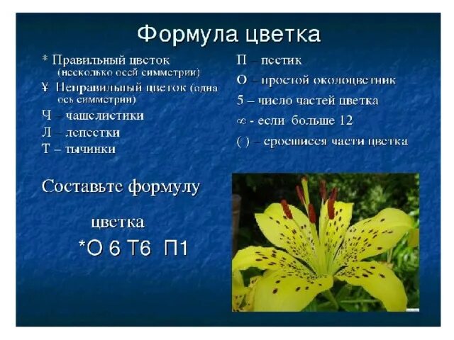 10 формула цветка. Расшифровка формулы цветка. Формула цветка 6 класс биология. Формула цветка 5 класс биология. Формула цветка околоцветник.