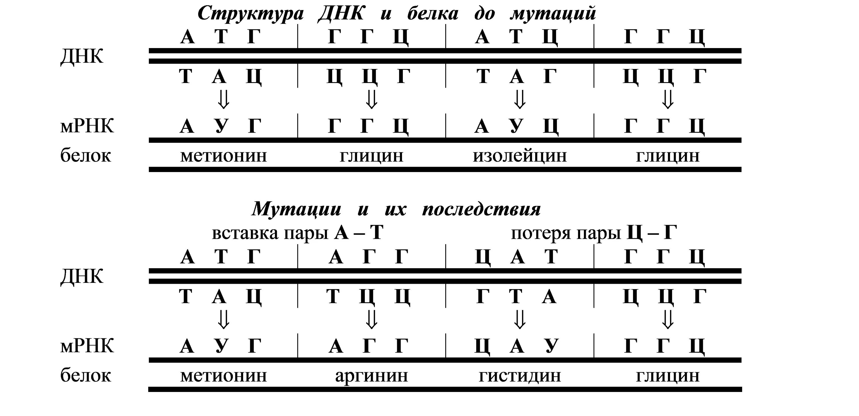 Мутация сдвига рамки считывания. Структура ДНК И белка до мутации. Нуклеотидные мутации. Замена нуклеотида вид мутации.