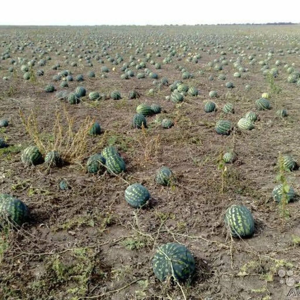 Что сажают в поле