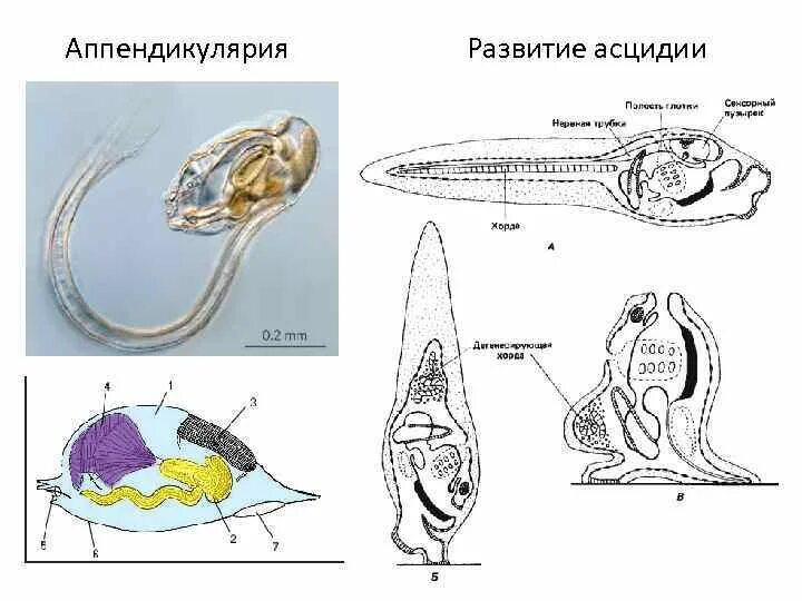 Аппендикулярии. Асцидия пурпурная метаморфоз. Метаморфоз личинки асцидии. Строение личинки асцидии. Размножение асцидий.