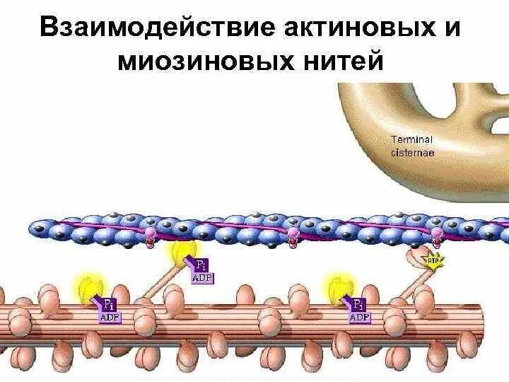 Актиновые и миозиновые волокна. Миозиновых и актиновых нитей. Строение актиновых и миозиновых нитей. Миозиновые нити и актиновые нити. Нити актина