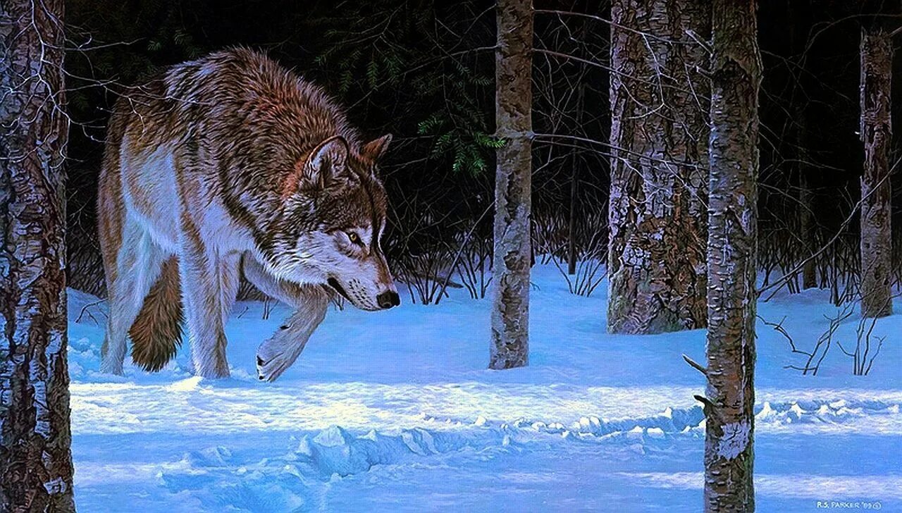 Голодные волки рыщут. Волк зимой. Волк зимой в лесу. Волки рыщут. Волк бродит.