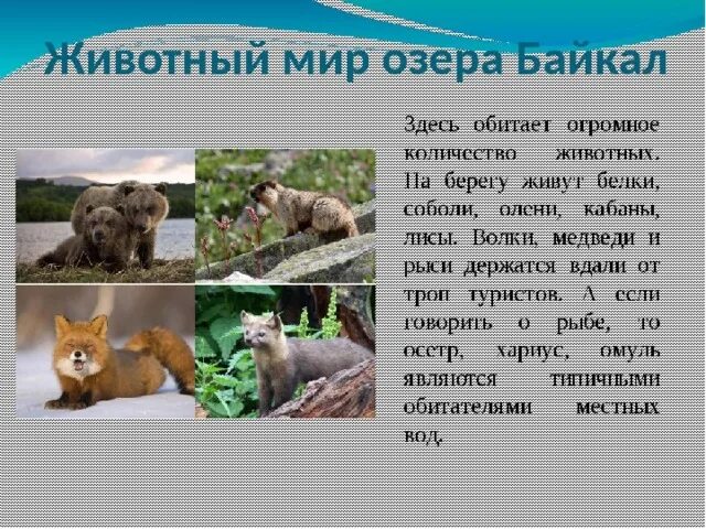 Животный мир Байкала. Животные обитающие на Байкале. Растительный и животный мир Байкала. Озеро Байкал животный мир презентация
