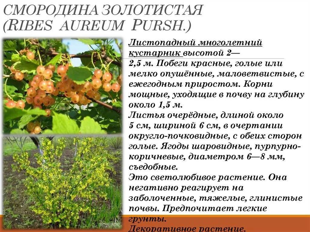 Текст весной неистово пылает золотистая смородина. Смородина золотистая (ribes Aureum Pursh). Смородина золотистая Мускат. Смородина золотистая «Золотая гроздь». Крандаль смородина золотистая.