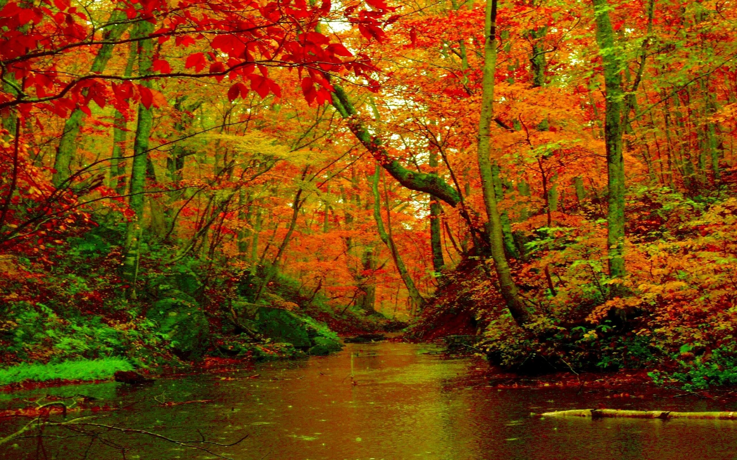 Fall forest