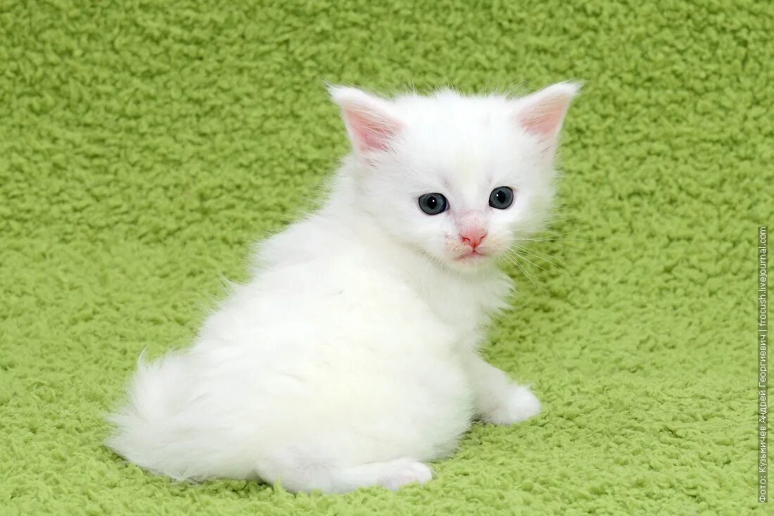 Купить турецкого котенка. Турецкая ангора кот. Ангорские котята. Турецкая ангора котята белые. Ангорский котенок белый.