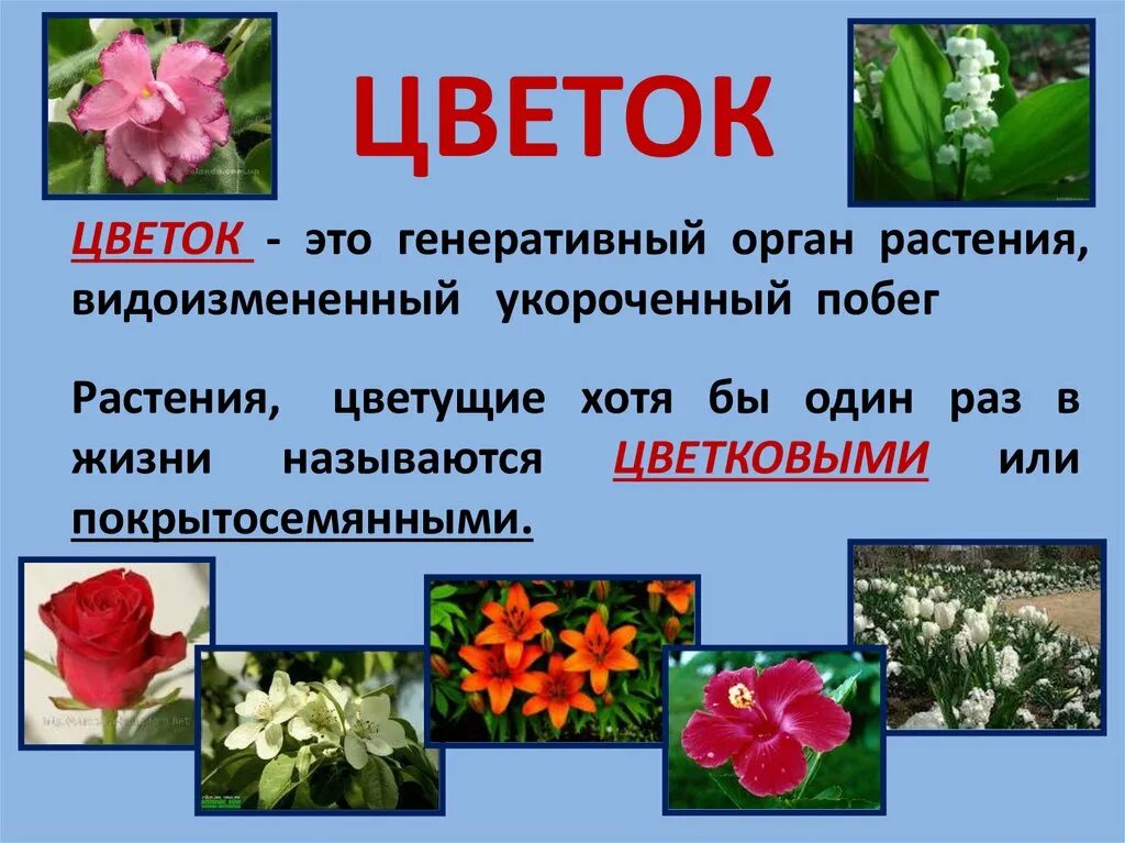Цветок это своими словами. Стихи про цветы. Цветок это своими словами. Цитаты про цветы. Красивые высказывания о цветах.
