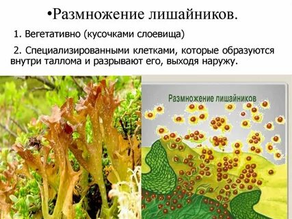 Лишайники размножаются спорами