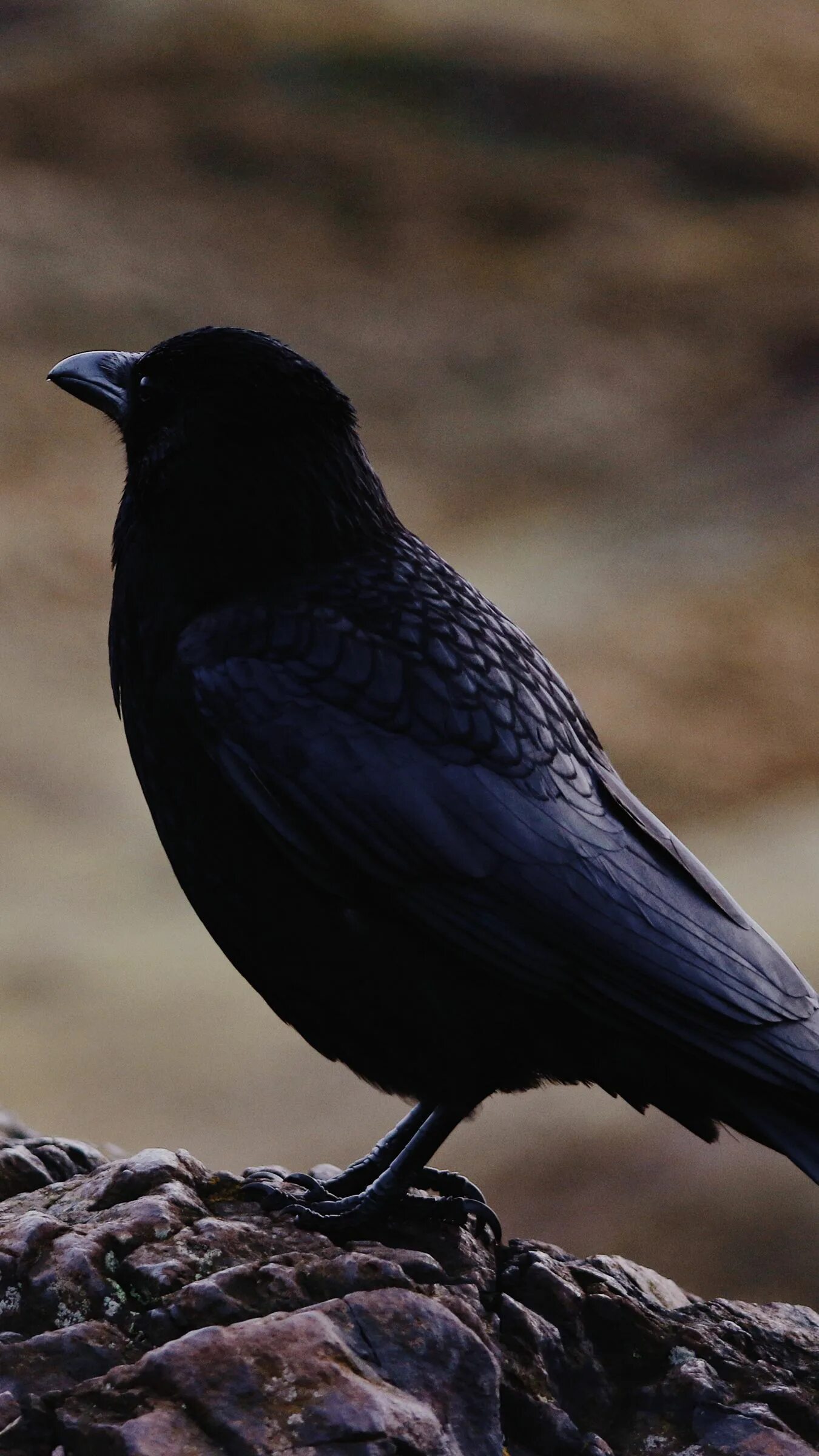 Любопытный чёрный дрозд. Bird, Black bird, Bird beaks