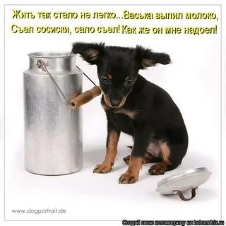 Можно собакам молоко