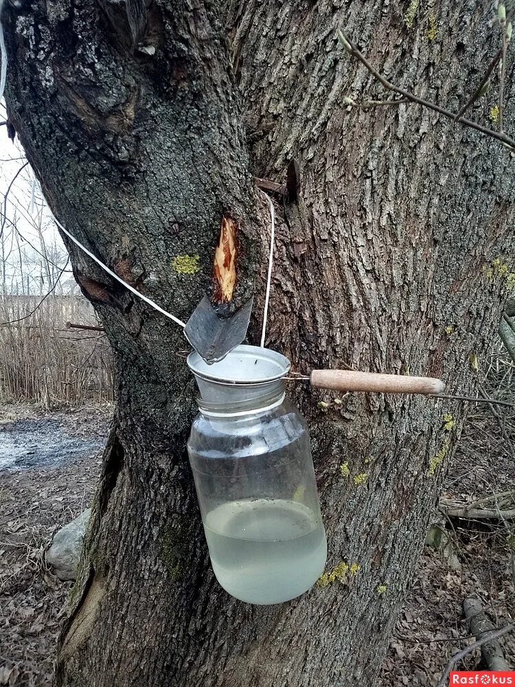 Кленовый сок. Сбор кленового сока. Кленовый сироп сбор. Кленовый сок из дерева.