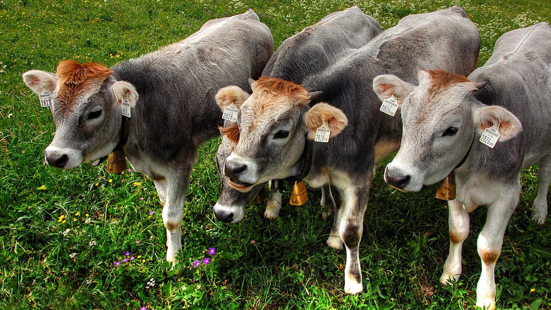 авито ульяновская область сх животные. авито курская область животные. авито ульяновская область сх животные. стадо быков. корма для скота.