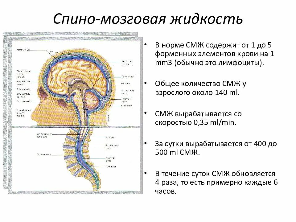 Оболочки защищающие мозг. Оболочки головного и спинного мозга анатомия. Строение и функции оболочек спинного и головного мозга. Мозговые оболочки головного мозга схема. Твердая мозговая оболочка головного мозга схема.