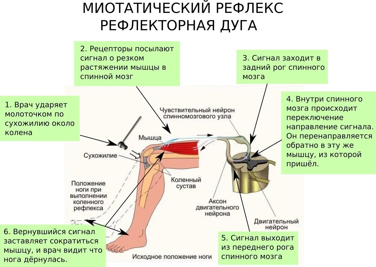 Рефлекс анализы. Рефлекторная дуга миотатического рефлекса растяжения мышцы.. Миотатический рефлекс растяжения мышцы. Миотатический и сухожильный рефлекс. Схема сухожильного (миотатического) рефлекса..