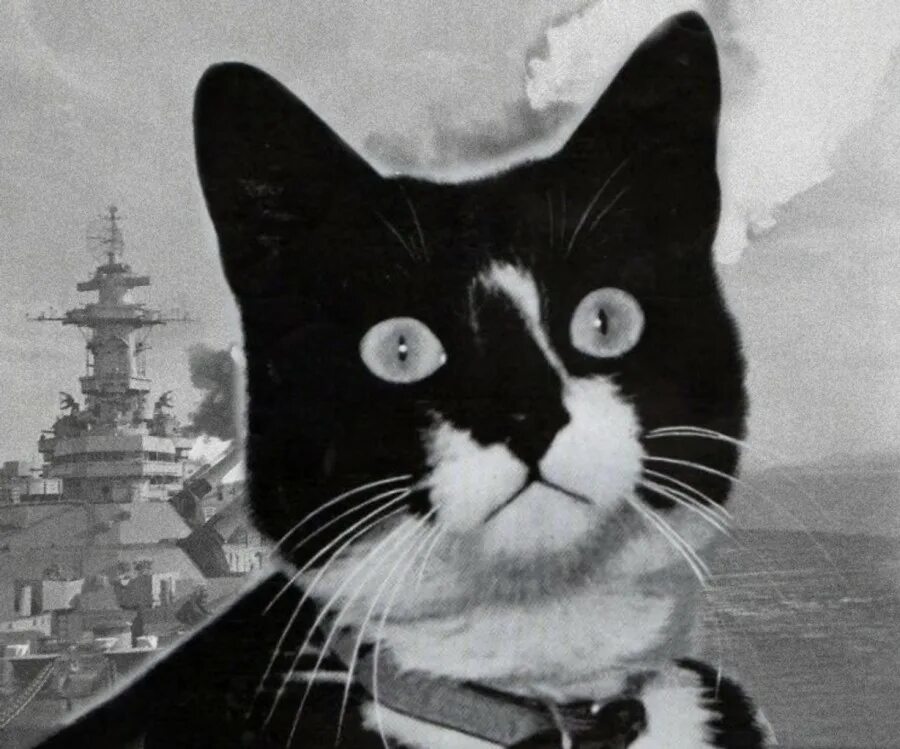 Корабельный кот. Непотопляемый Сэм кот. Кот с линкора бисмарк непотопляемый Сэм. Непотопляемый Саймон. Корабельный кот Саймон.