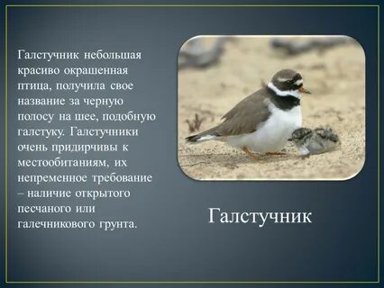 Свое имя эта птица получила