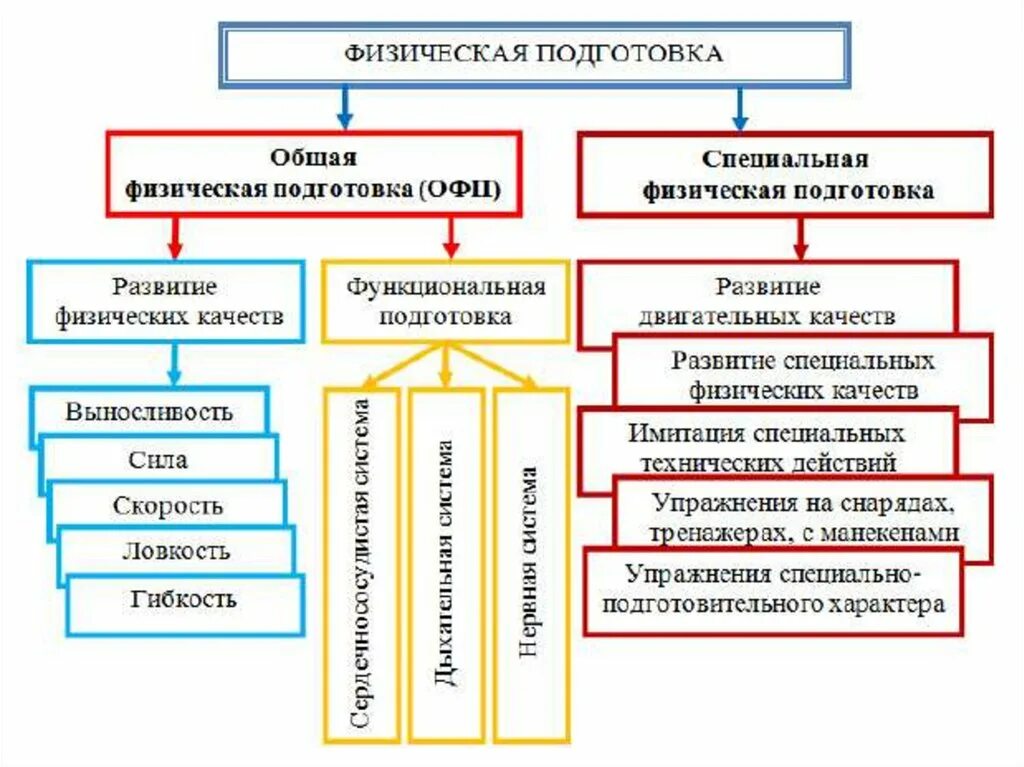 1 уровень физо. ОФП И СФП схема. Разделы физической подготовки. Общая и специальная физическая подготовка. Структура физической подготовки.