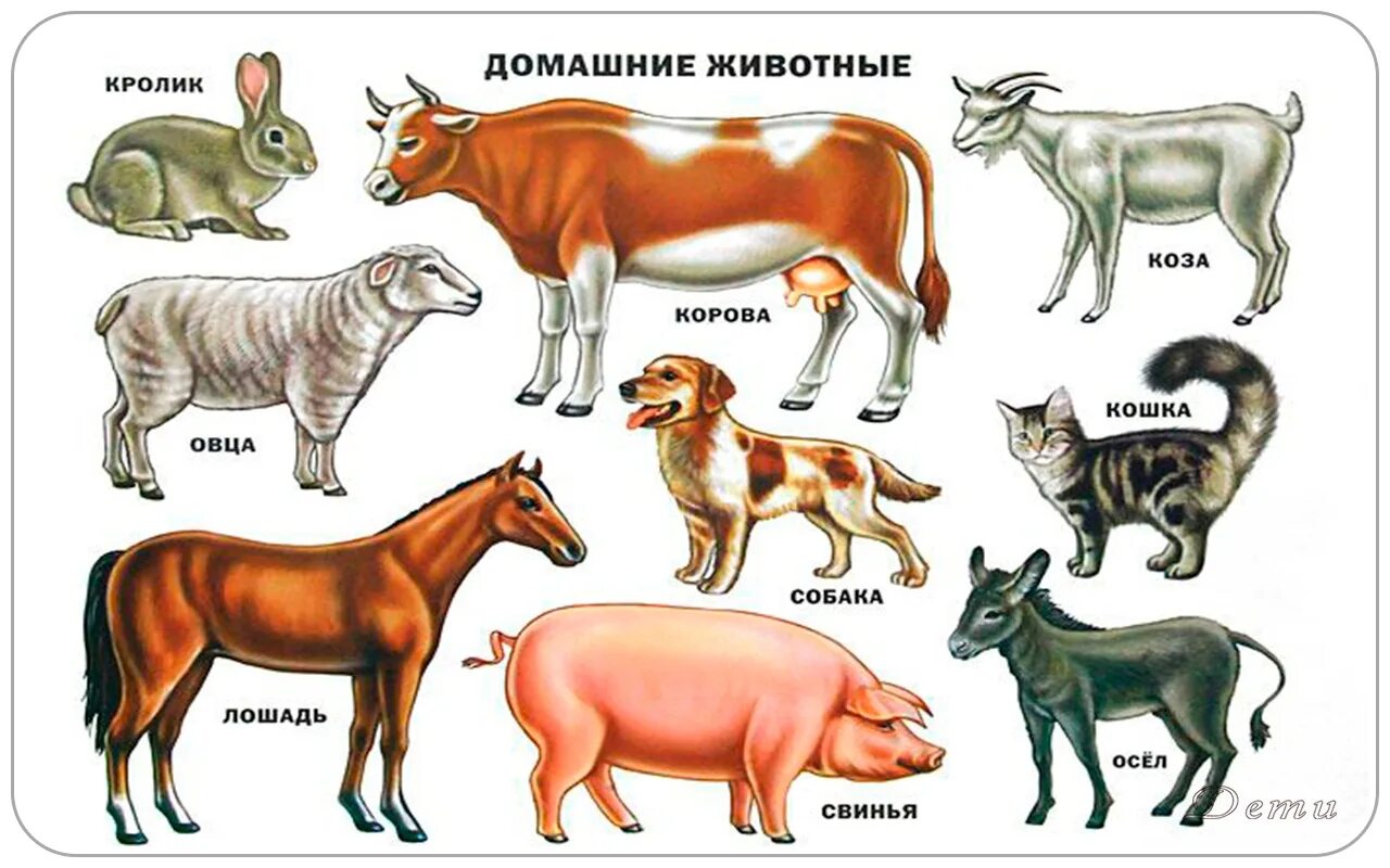 Люди животные названия. Части тела домашних животных. Части тела домашних животных для детей в картинках. Дикие и домашние животные. Домашние животные части тела для ребенка.