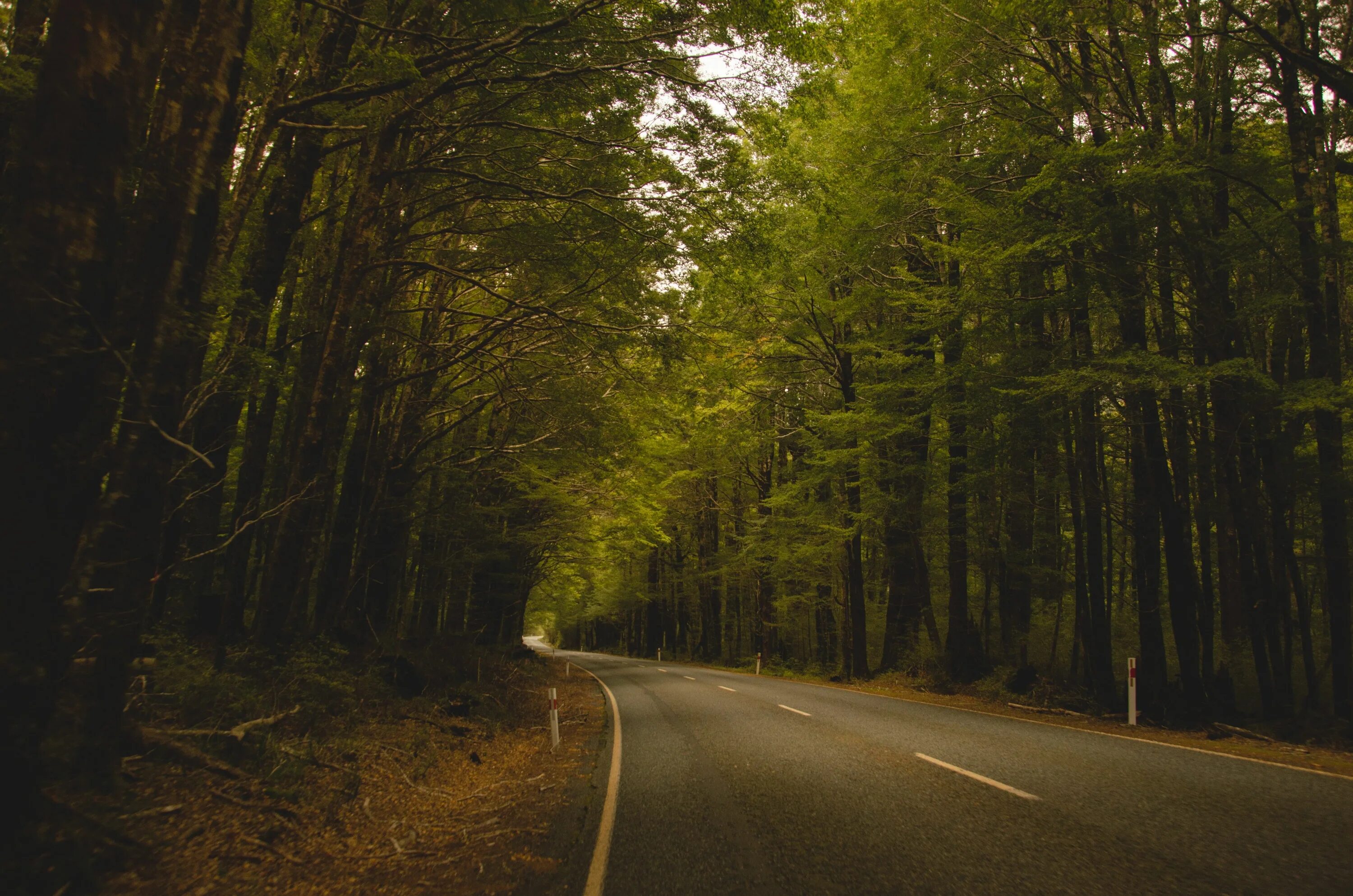 Free Images : tree, forest, grass, wilderness, meadow, leaf, asphalt, dirt road,