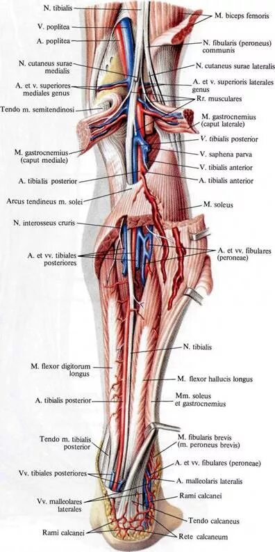 Сосуды задней поверхности голени анатомия. Задняя поверхность голени топографическая анатомия. Задняя поверхность голени сосуды и нервы. Сосуды подколенной ямки анатомия.