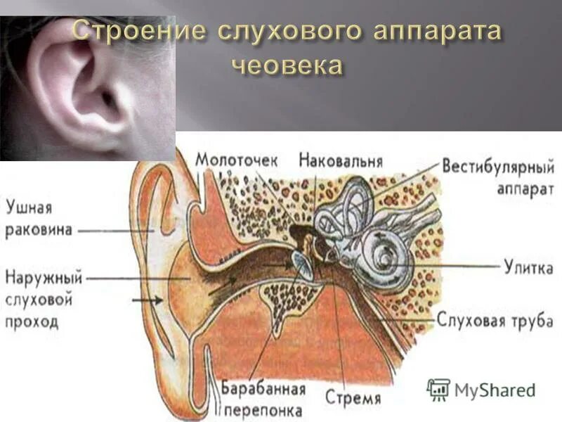 Особенности строения слуховой трубы какую функцию выполняет. Строение уха евстахиева труба. Слуховая трубочка евстахи. Евстахиева труба анатомия. Строение евстахиевой трубы.