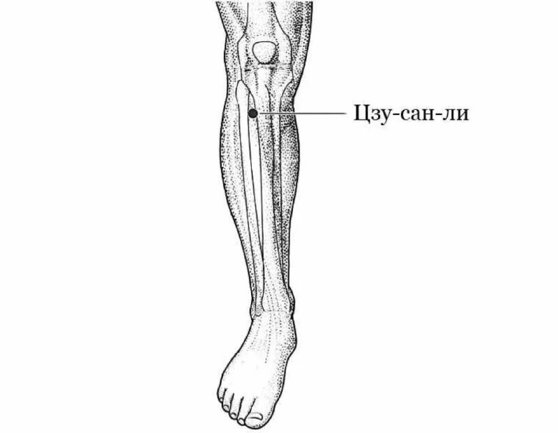 Точка Цзу-Сань-ли. Цзу-Сань-ли (е36). Точка жизни Цзу Сань ли. Точка е 36 Цзу-Сань-ли. Точка аккуратно