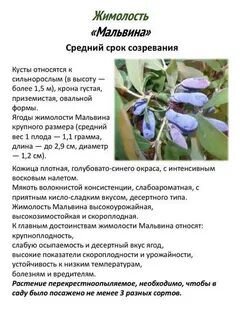 Сорта жимолости характеристики