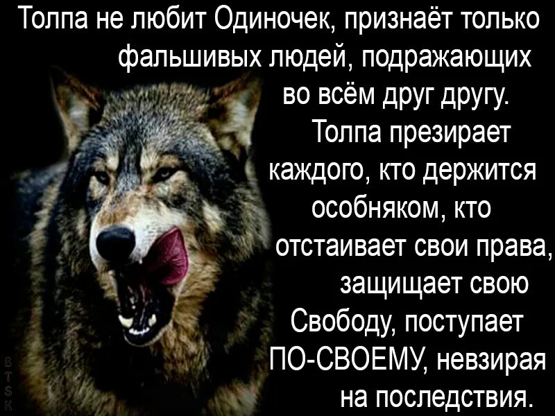 Цитаты про толпу. Цитаты про волчью стаю. стая волков цитаты. цитаты волка. цитаты про волков одиночек.