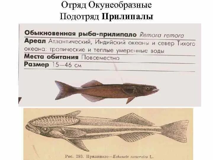 8 отрядов рыб. Рыба отряда окунеобразных. отряд окунеобразные место обитания. отряд окунеобразные биология 7 класс.
