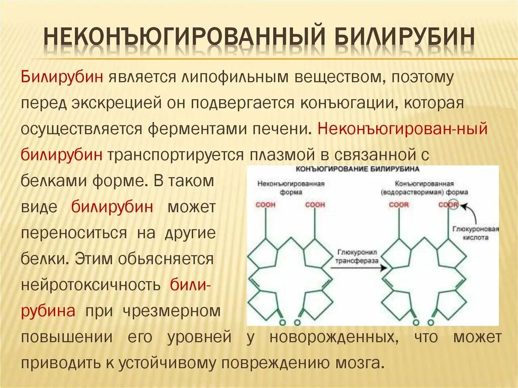 Билирубин. Непрямой билирубин это неконъюгированный прямой. Билирубин прямой связанный конъюгированный. Формы конъюгированного билирубина.. Свободный и конъюгированный билирубин.