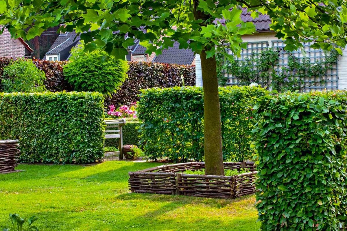 Живая изгородь быстрорастущая. Туя брабант живая изгородь. Кизильник блестящий изгородь. Стена кустов. Граб обыкновенный изгородь.