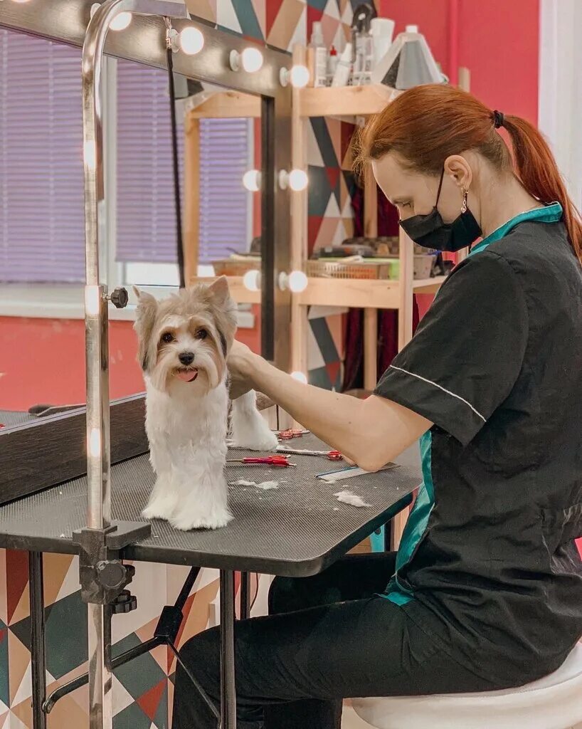 Лысый той пудель. Крошка пудель курск дериглазова. Крошка пудель курск. Карликовый пудель лысый. Королевский пудель лысый.