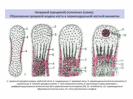 Перихондральное окостенение при непрямом остеогенезе