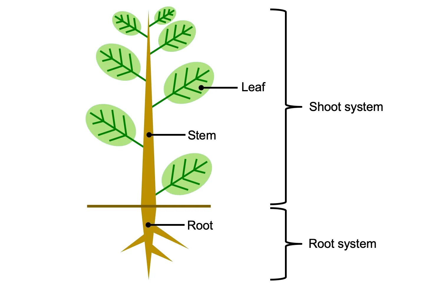 Plant structure. Plant Leaf structure. Органы растений. Structure cuticula of Plant's Leaf.