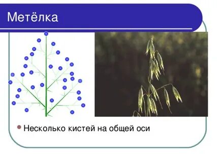 Овес соцветие