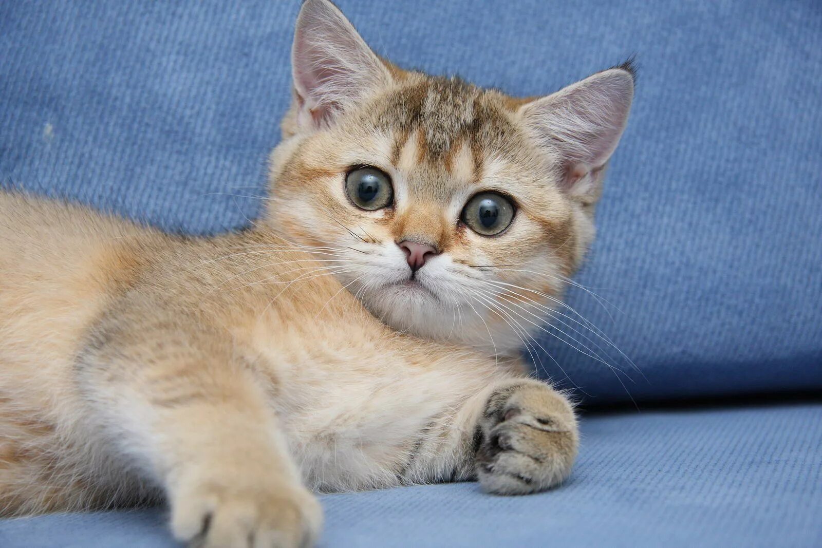 The Most Vocal Cat Breeds