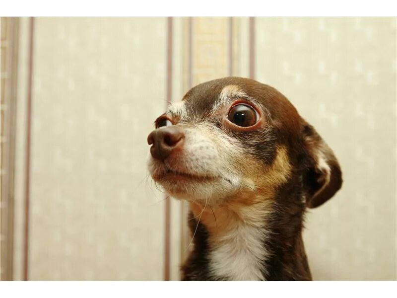 сиамский котенок 1 месяц. щенки маленьких пород в добрые в балаково. степная улица, 84, балаково. домашние котята. щенки маленьких пород в добрые.