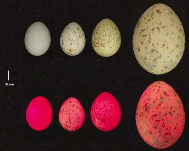 Какого цвета яйца птиц. Птичьи яйца. Разноцветные птичьи яйца. Птица с красными яйцами. Необычные птичьи яйца.