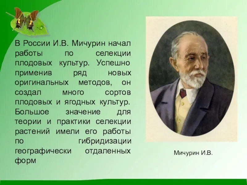 Мичурин селекционер достижения. Мичурин вклад в науку. Гибрид мичурин