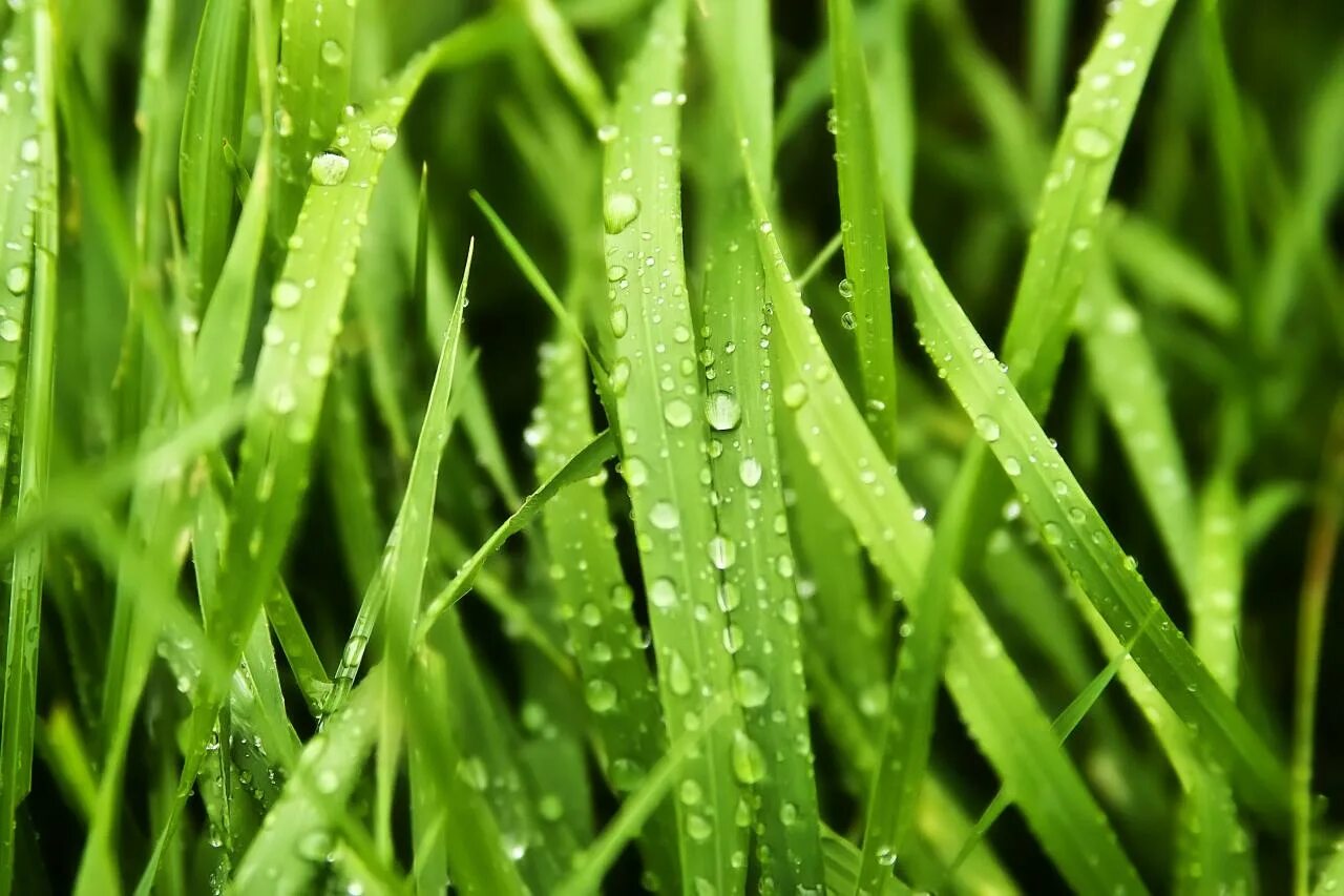 Wet grass
