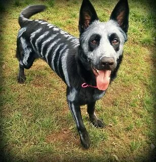 Scary pet