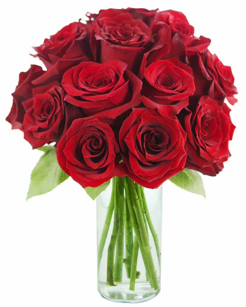 Rose Bouquet розы. Букет красных роз. Будет красных роз. Букет из красных роз.